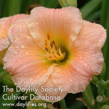 Daylily Pink Puff