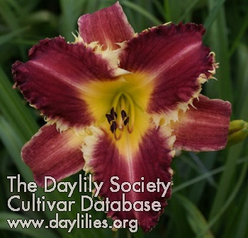 Daylily Predator