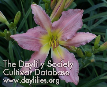 Daylily Pretty Desirable
