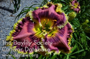 Daylily Prickly Plums