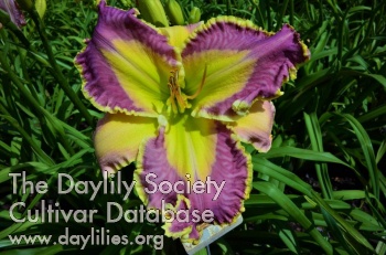 Daylily Privileged In Purple