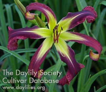 Daylily Purple Starfish