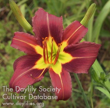 Daylily Purple Waters