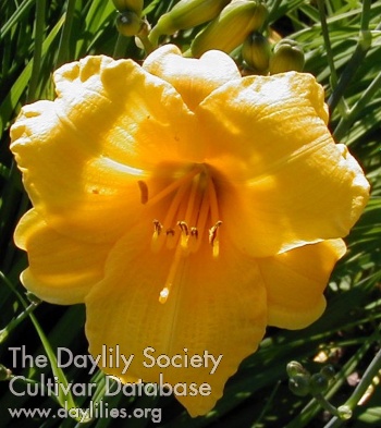 Daylily Pizza