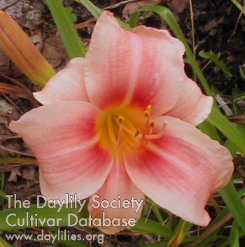 Daylily Prairie Belle