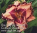 Daylily Painted Indian