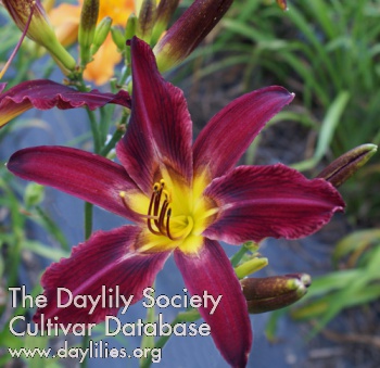 Daylily Rainbow Butterfly