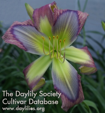 Daylily Rainbow Maker