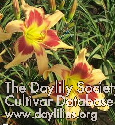 Daylily Raspberry Butterflies