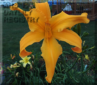 Daylily Reach for the Heavens