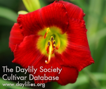 Daylily Red Hot Lover