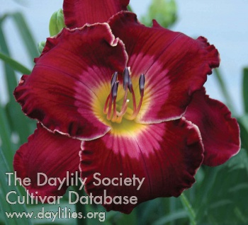Daylily Red Heartthrob