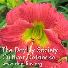 Daylily Red Hot Returns