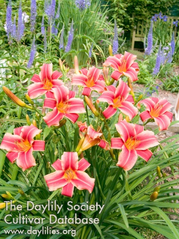 Daylily Ribbonette