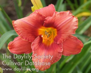 Daylily Ricky Rose