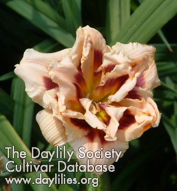 Daylily Roswitha