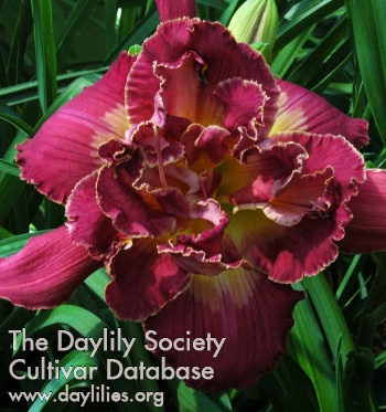 Daylily Royal Standard