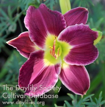 Daylily Royal Prestige