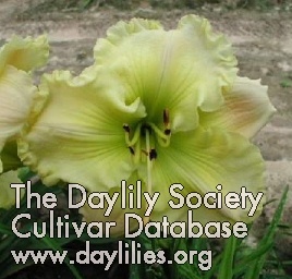 Daylily Russell Henry Taft