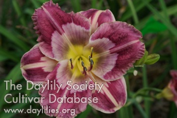 Daylily Render Righteousness