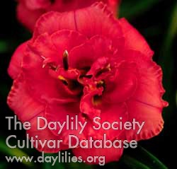 Daylily Rose Corsage