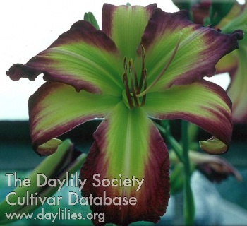 Daylily Rose F. Kennedy