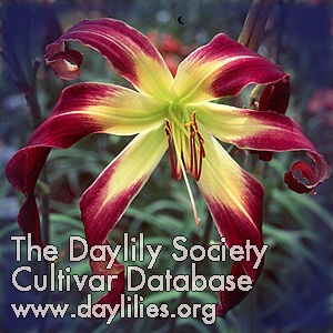 Daylily Royal Celebration