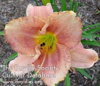 Daylily Seurat