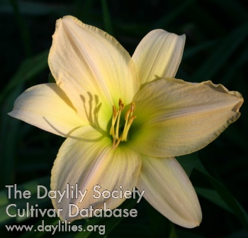 Daylily Satin Glass