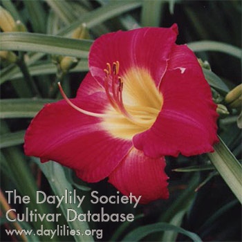 Daylily Scarlet Orbit