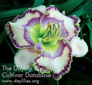 Daylily Seal of Gala