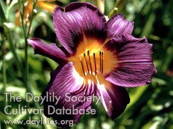 Daylily Shadyside