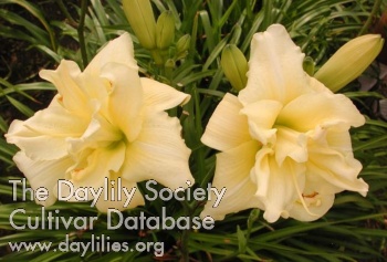 Daylily Shamrock Double Lemon