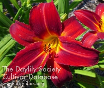 Daylily Sir Patrick Spens