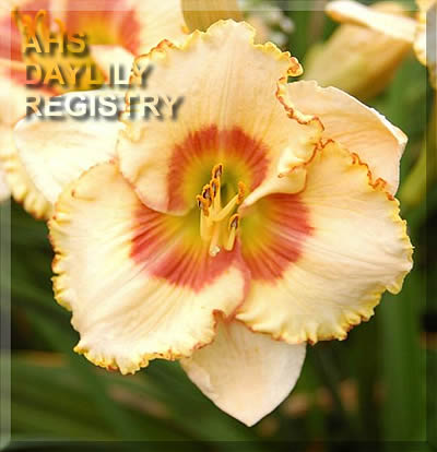 Daylily Sixth Sense