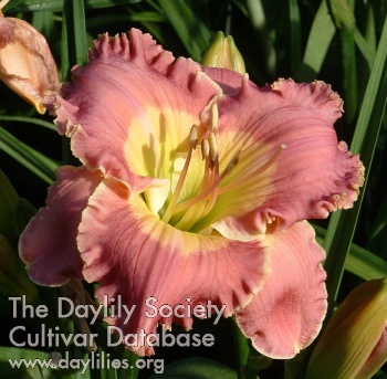 Daylily Song Writer