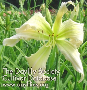 Daylily Song of Myself
