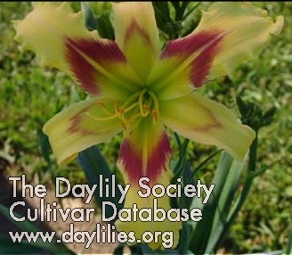Daylily Sonic Duck