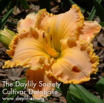 Daylily Spacecoast Passion Released