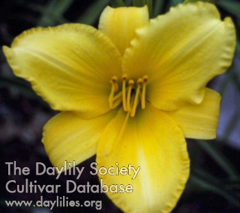 Daylily Spanish Treasure