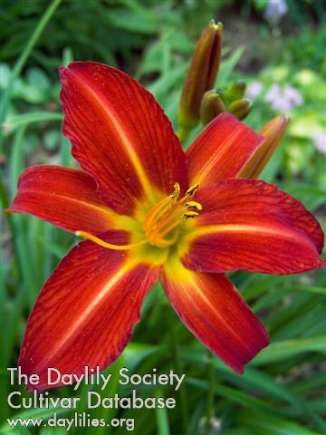 Daylily Stafford