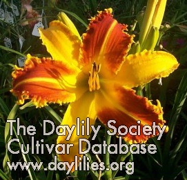 Daylily Startling Creation