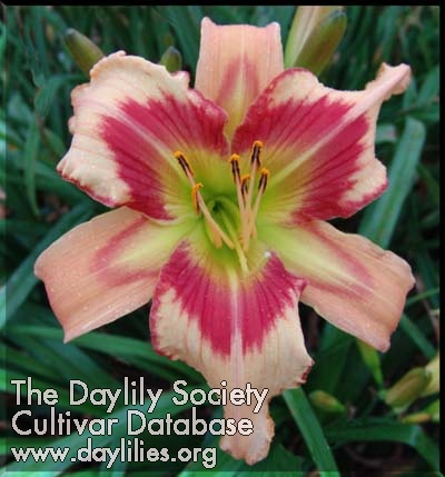 Daylily Static Shock