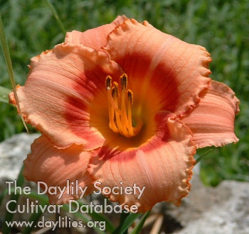 Daylily Strawberry Candy