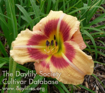 Daylily Streaker