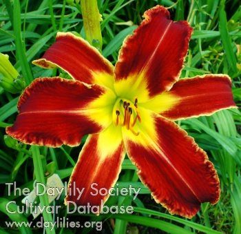 Daylily Super Alien Force