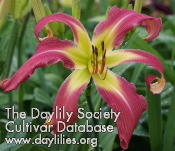 Daylily Supergirl