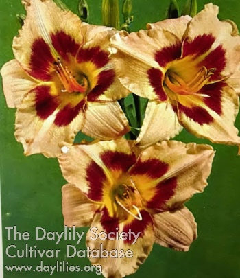 Daylily Sweet Harmony