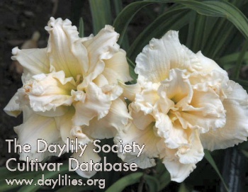 Daylily Schnickel Fritz