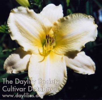 Daylily Snow Ballerina